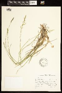 Poa compressa image