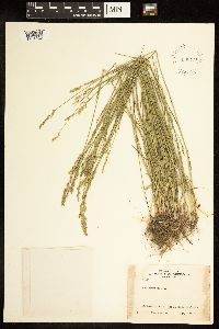 Poa compressa image