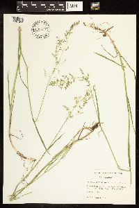 Poa compressa image