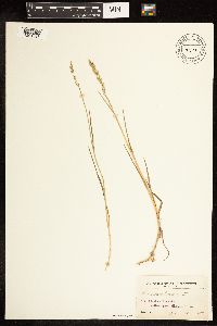 Poa compressa image