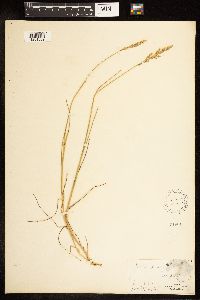 Poa compressa image