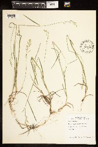 Poa compressa image