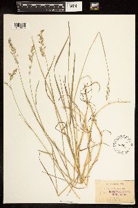 Poa compressa image