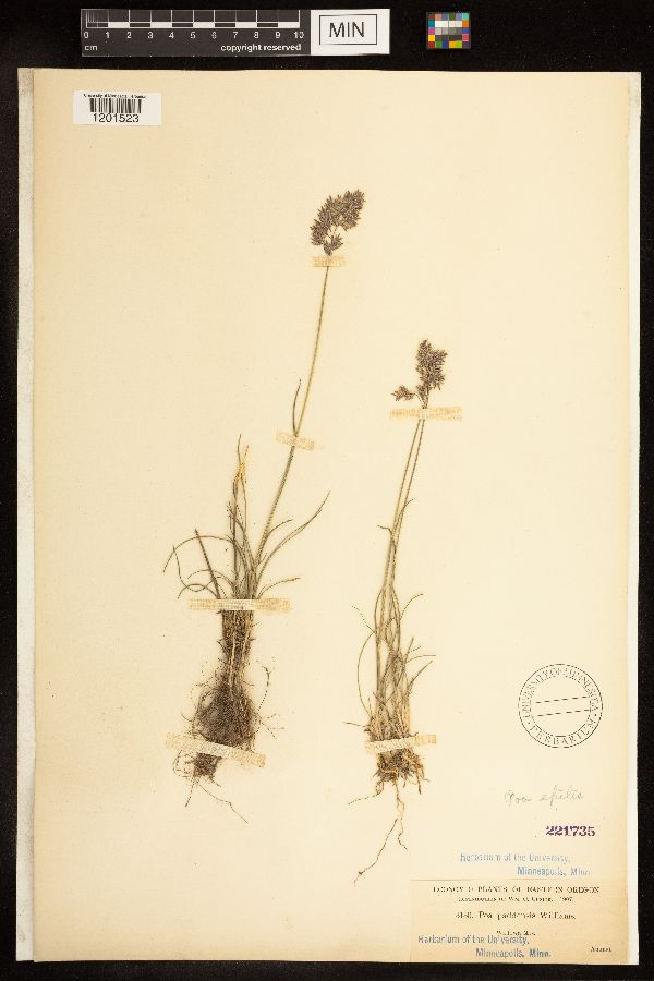 Poa cusickii subsp. epilis image