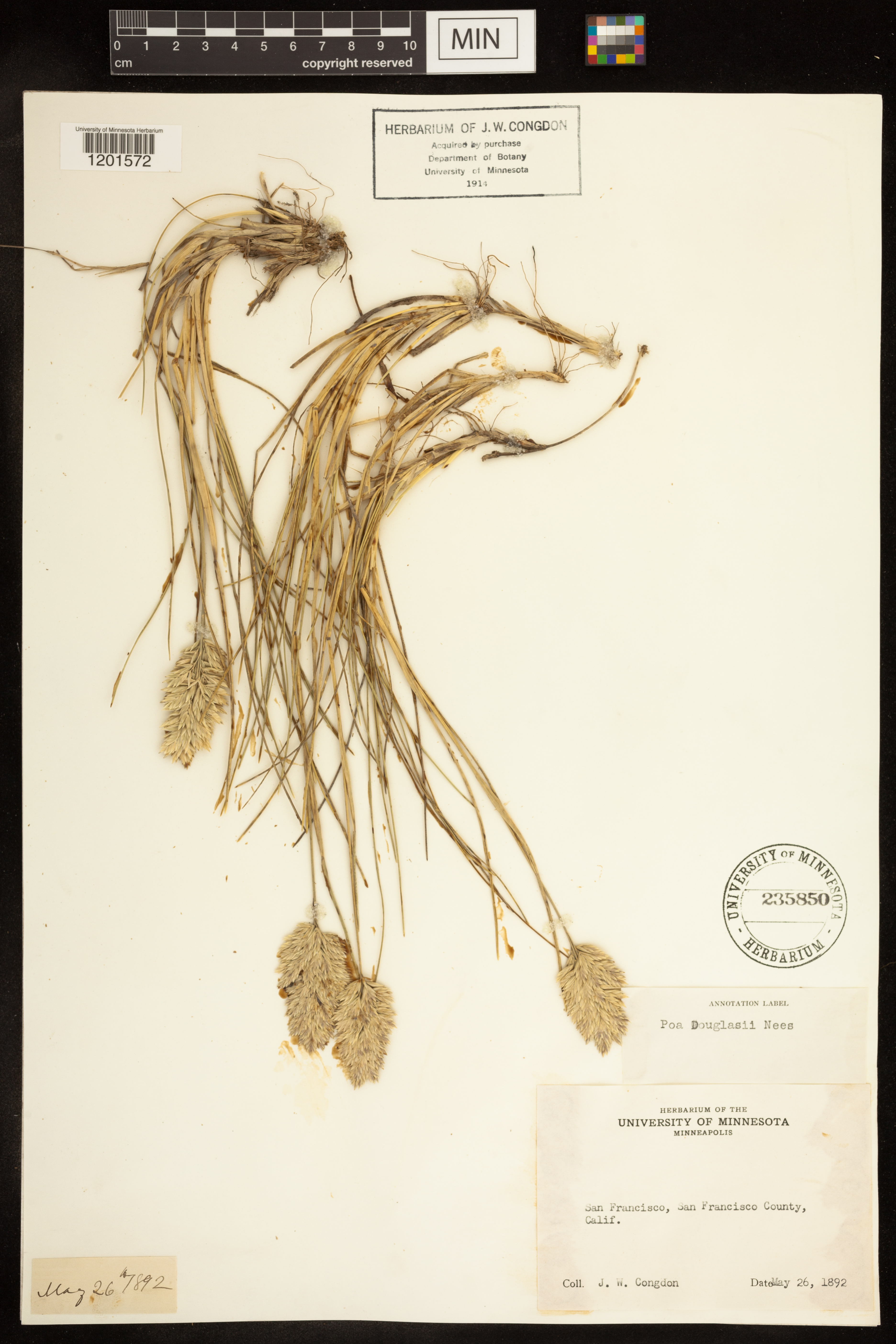 Poa douglasii image