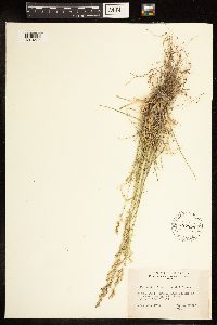 Poa fendleriana image