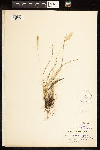 Poa fendleriana image