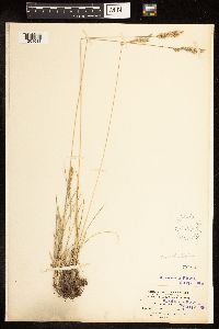 Poa fendleriana image