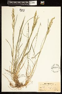 Poa fendleriana image