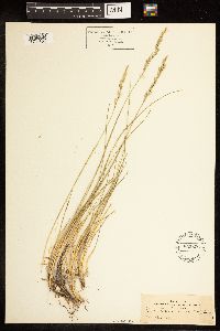 Poa fendleriana image