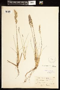 Poa fendleriana image