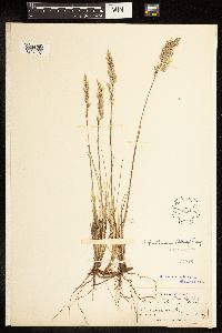 Poa fendleriana image