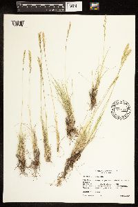 Poa fendleriana image