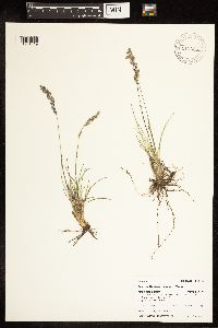 Poa fendleriana image