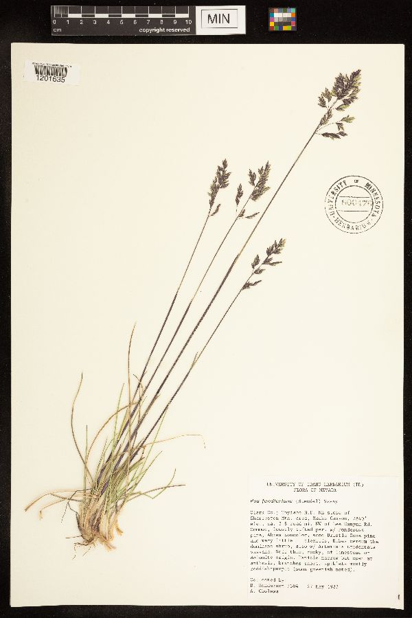 Poa fendleriana image