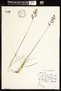 Poa fendleriana image