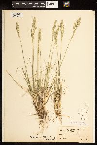 Poa fendleriana image