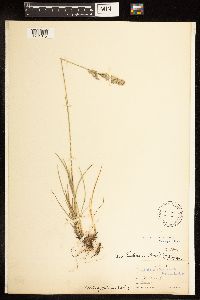 Poa fendleriana image