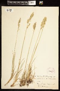 Poa fendleriana image