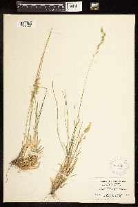 Poa fendleriana image