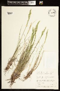 Poa fendleriana image