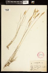 Poa fendleriana image