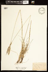 Poa fendleriana image