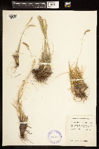 Poa fendleriana image