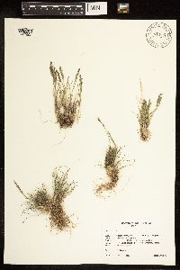 Poa glauca image