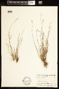 Poa glauca image