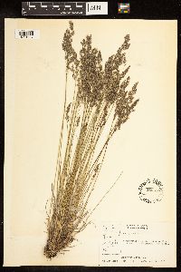 Poa glauca image