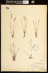 Poa glauca subsp. rupicola image