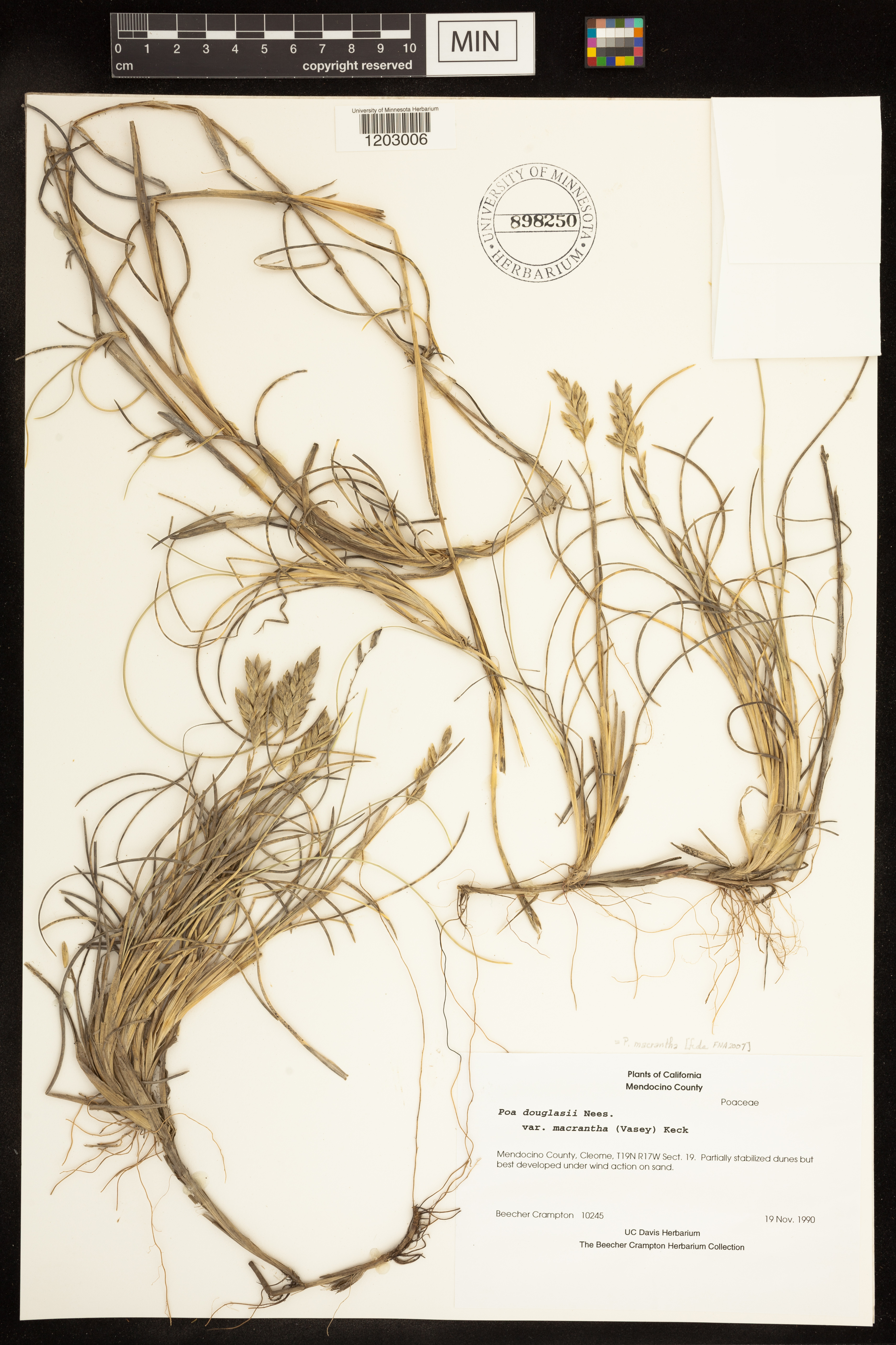 Poa macrantha image