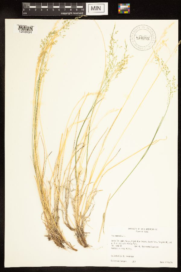 Poa nemoralis image