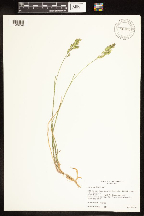 Poa nervosa image