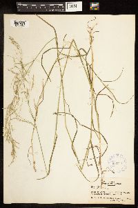 Poa palustris image