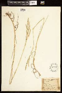 Poa palustris image