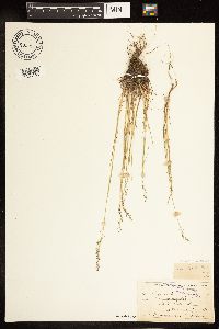 Poa palustris image