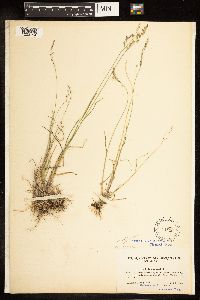 Poa palustris image