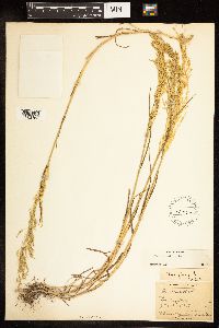 Poa palustris image