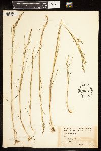 Poa palustris image