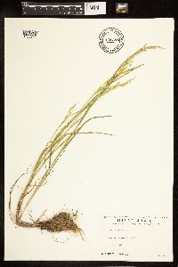 Poa palustris image