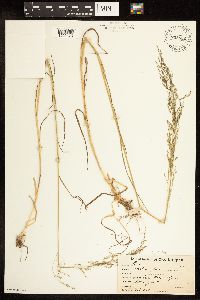Poa palustris image