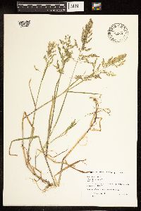 Poa palustris image