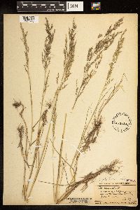 Poa palustris image