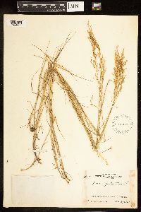 Poa palustris image