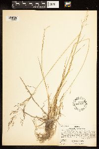 Poa palustris image