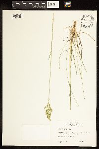 Poa pratensis image