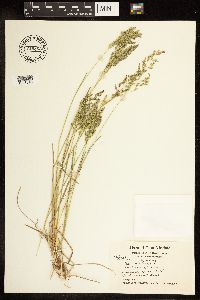 Poa pratensis image