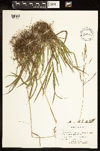 Poa pratensis image